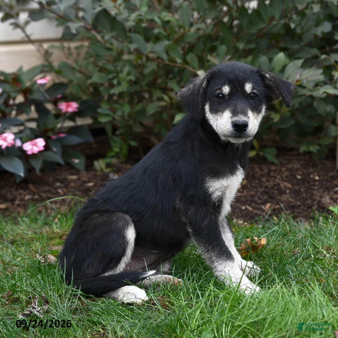 Mixed Breed dogs for sale: Rain - Ad 1