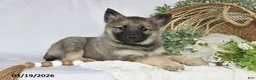 Norwegian Elkhound dogs for sale: Trooper - Ad 1