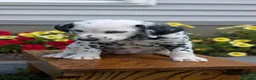 Dalmatian dogs for sale: Oliver - Ad 4