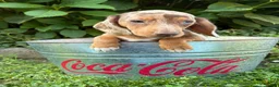 Dachshund dogs for sale: Finn - Ad 5