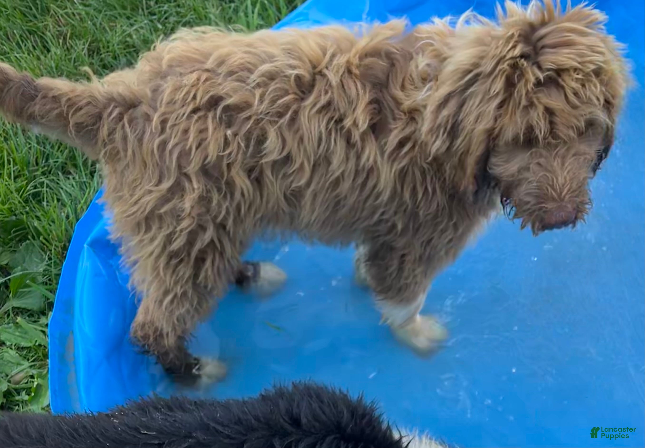 Aussiedoodle dogs Spur - Ad 1