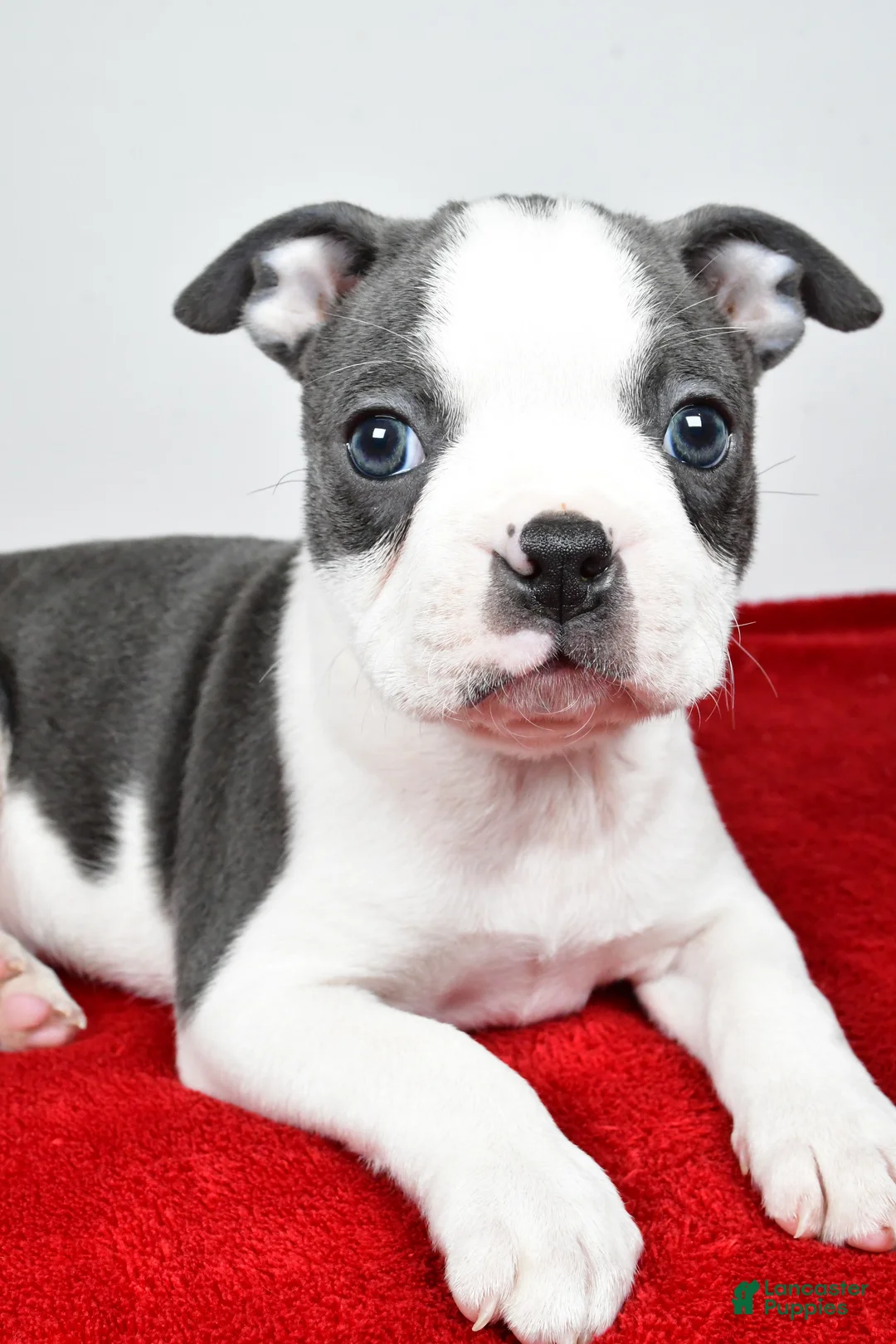 Boston Terrier dogs for sale: Scott  - Ad 1