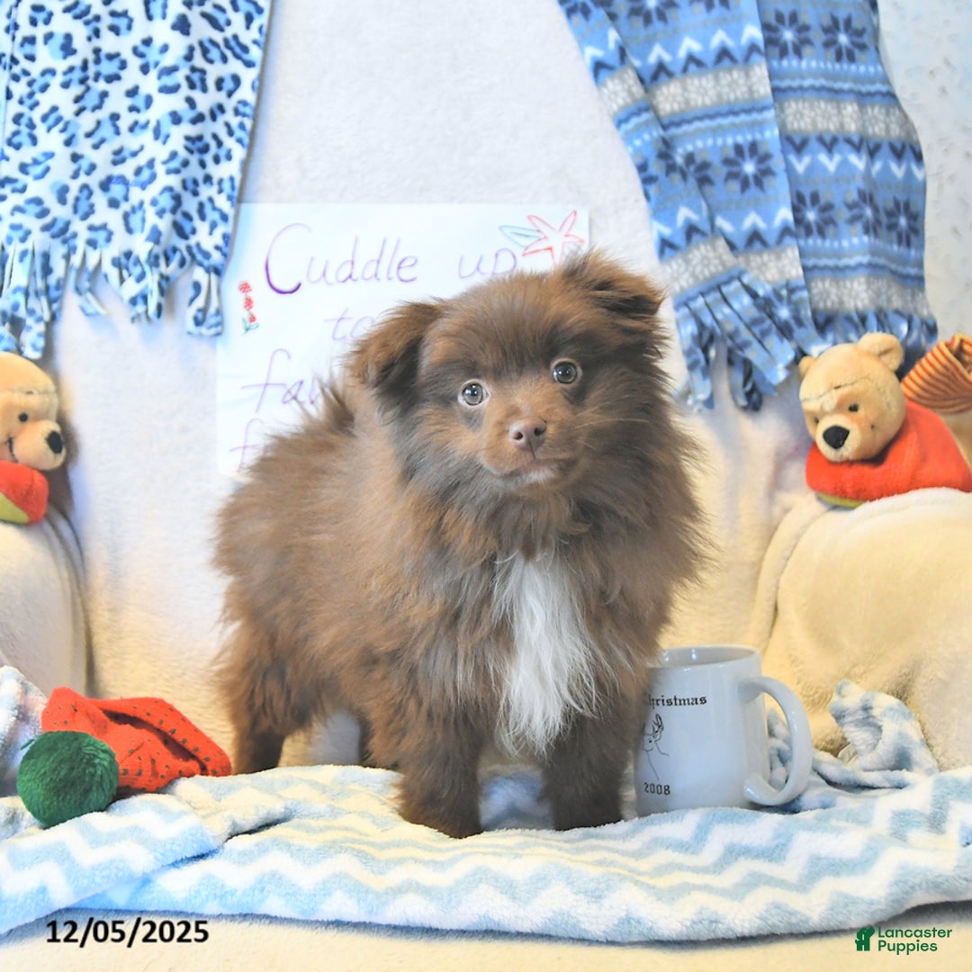 Mixed Breed dogs for sale: Darby - Ad 14