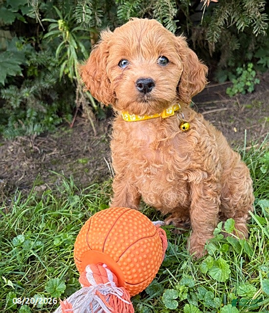 Cockapoo dogs Jewel - Ad 1