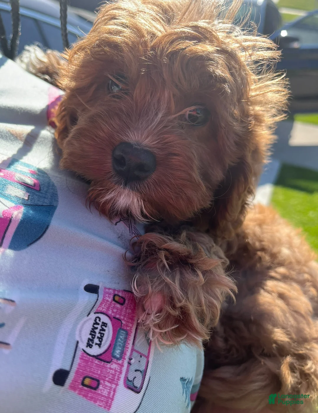 Cavapoo dogs for sale: Cavapoo Puppy 1 - Ad 1