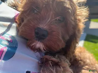 Cavapoo dogs Cavapoo Puppy 1 - Ad 2