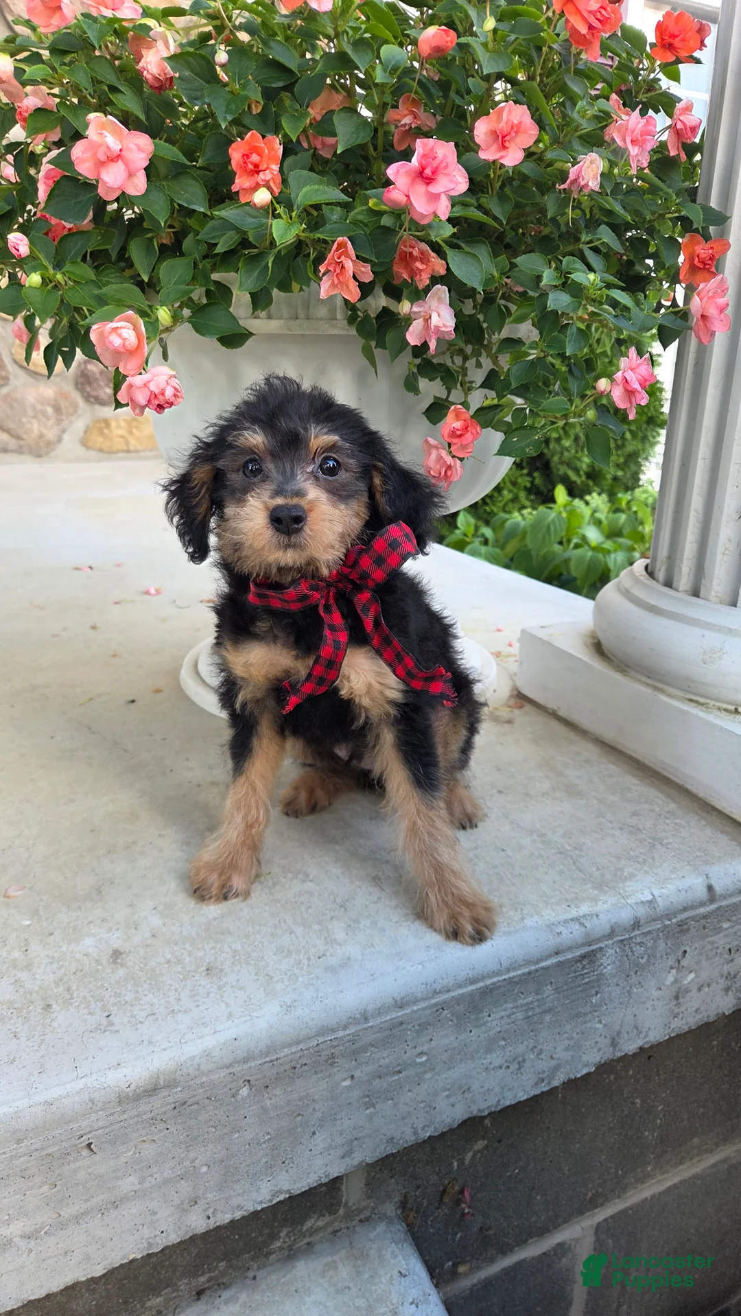 Yorkiepoo dogs for sale: Teddy - Ad 3