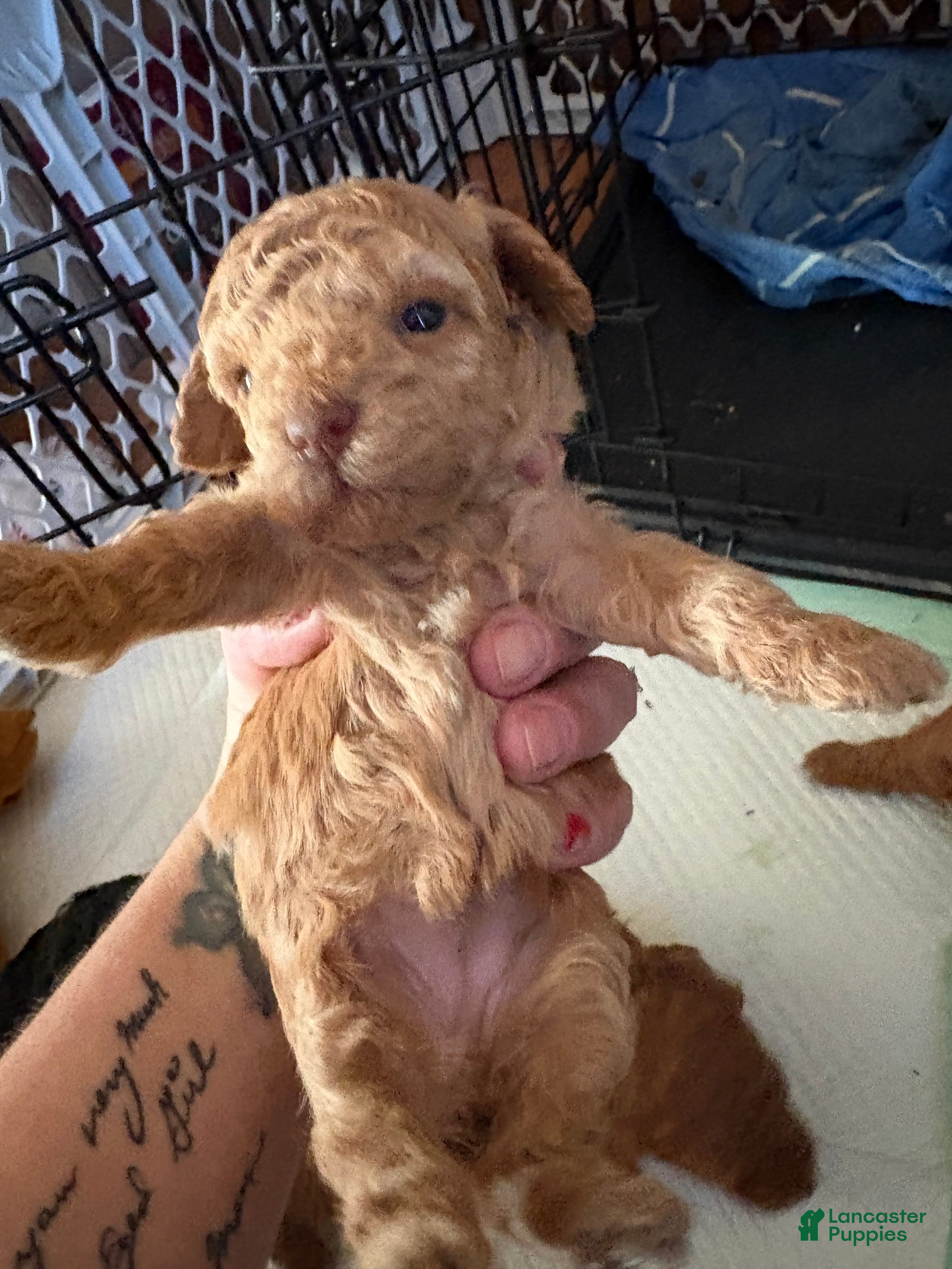 Toy Poodle dogs Toy Poodle Puppy 4 - Ad 11