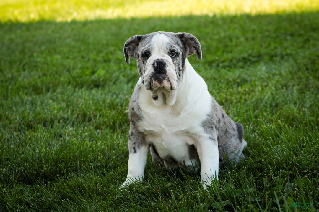 English Bulldog dogs Splendor English Bulldog crate trained - Ad 1