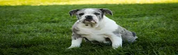 English Bulldog dogs for sale: Splendor English Bulldog crate trained - Ad 1