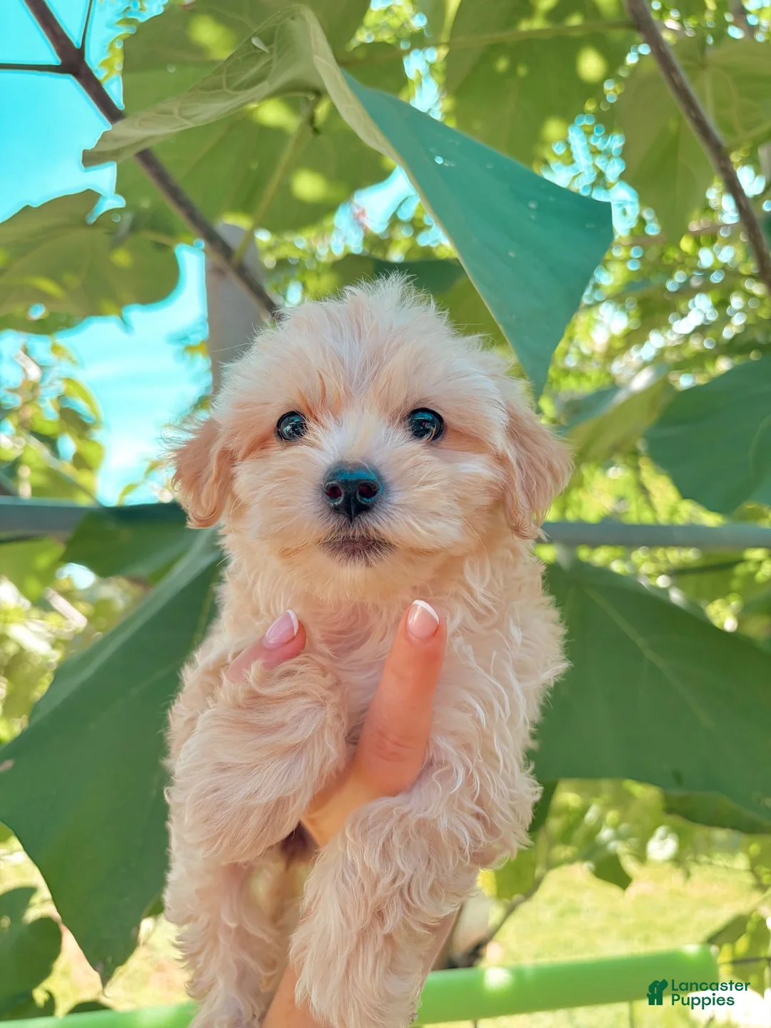 Mixed Breed dogs for sale: Mixed Breed 1 - Ad 6