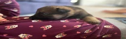 German Shepherd dogs for sale: Shadow - Ad 42