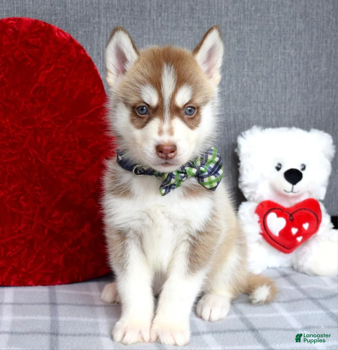 Siberian Husky dogs for sale: Clifford - Ad 7