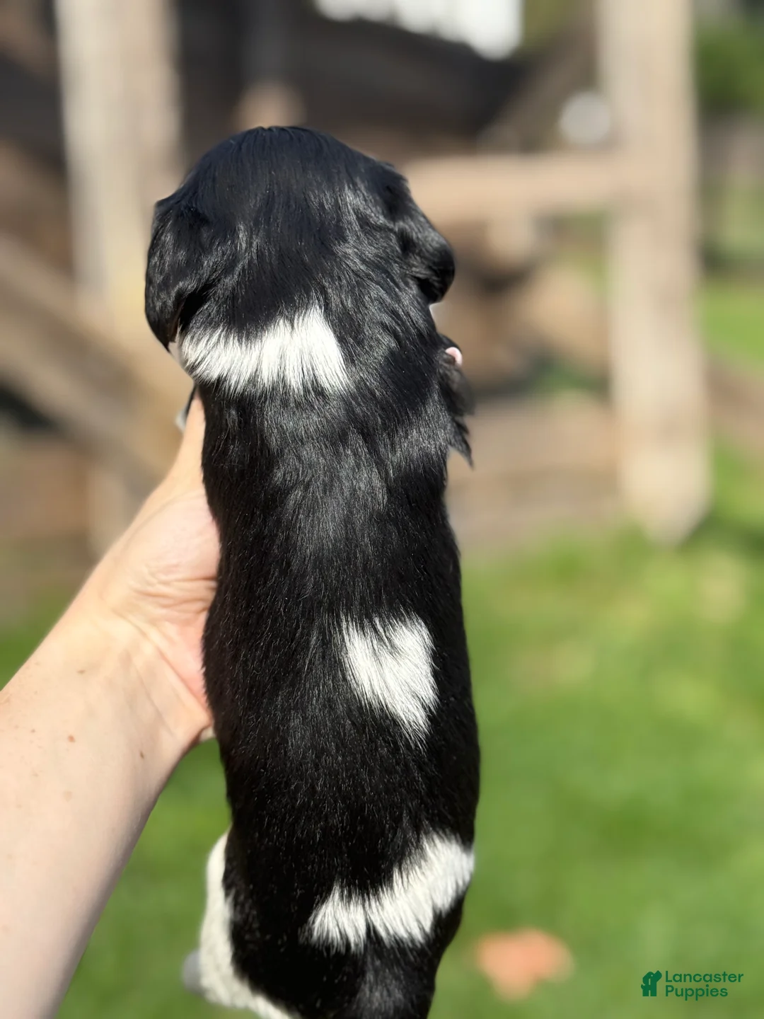 Cavapoo dogs for sale: Cavapoo Puppy 4 - Ad 2