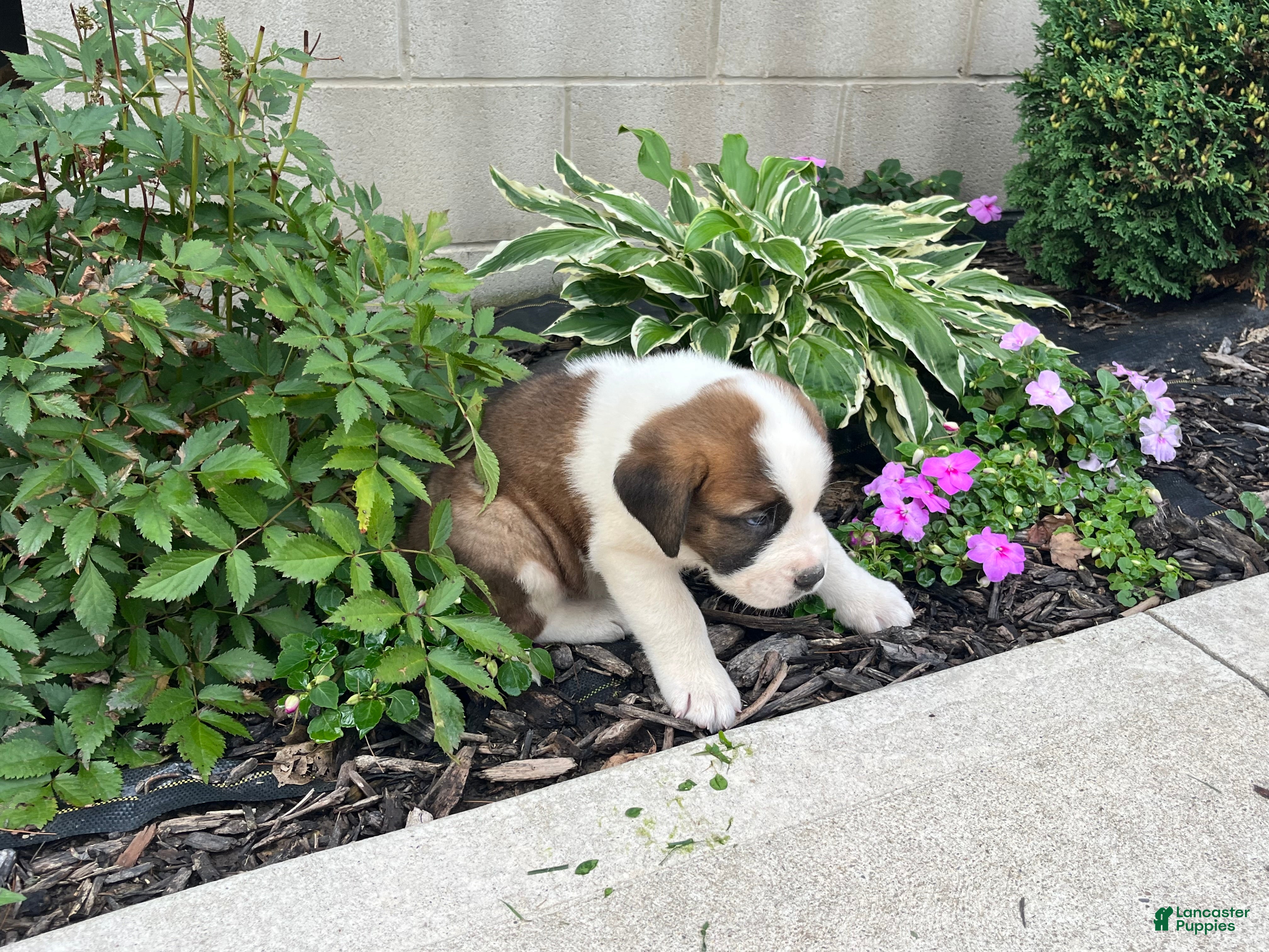 Saint Bernard dogs Saint Bernard 2 - Ad 2