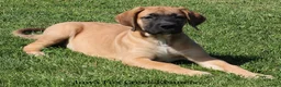 Mixed Breed dogs for sale: Mixed Breed 2 - Ad 8