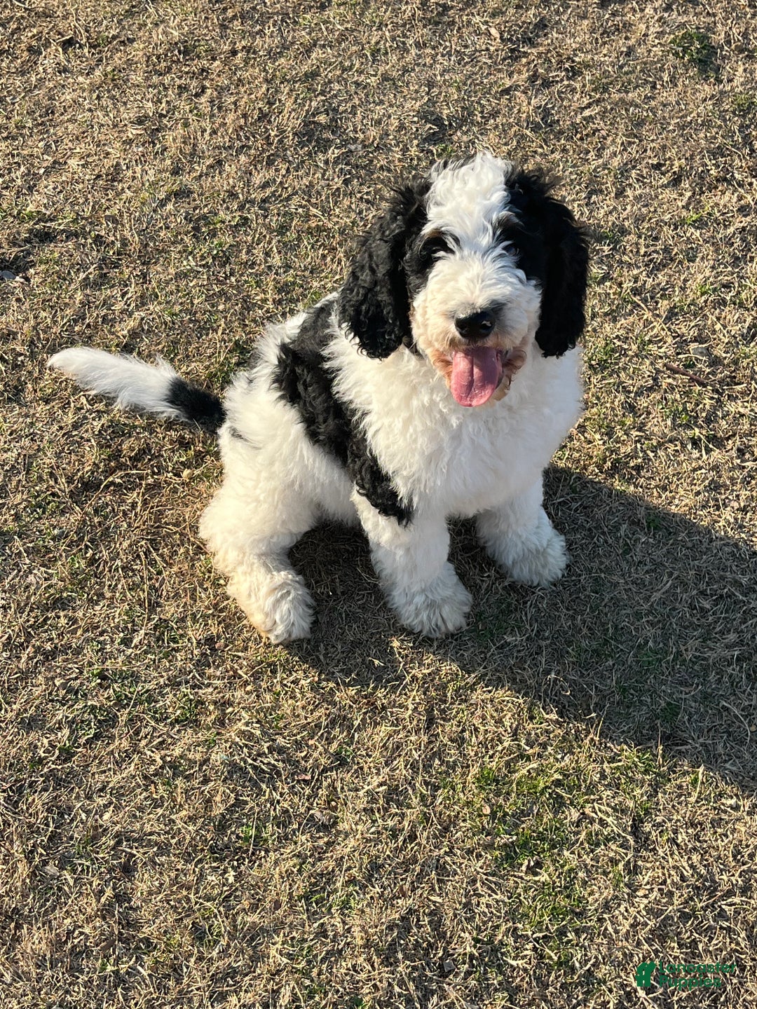 Bernedoodle dogs for sale: Rocky - Ad 7