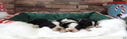 Cavalier King Charles Spaniel dogs for sale: #2 Male (Tiny's) - Ad 5