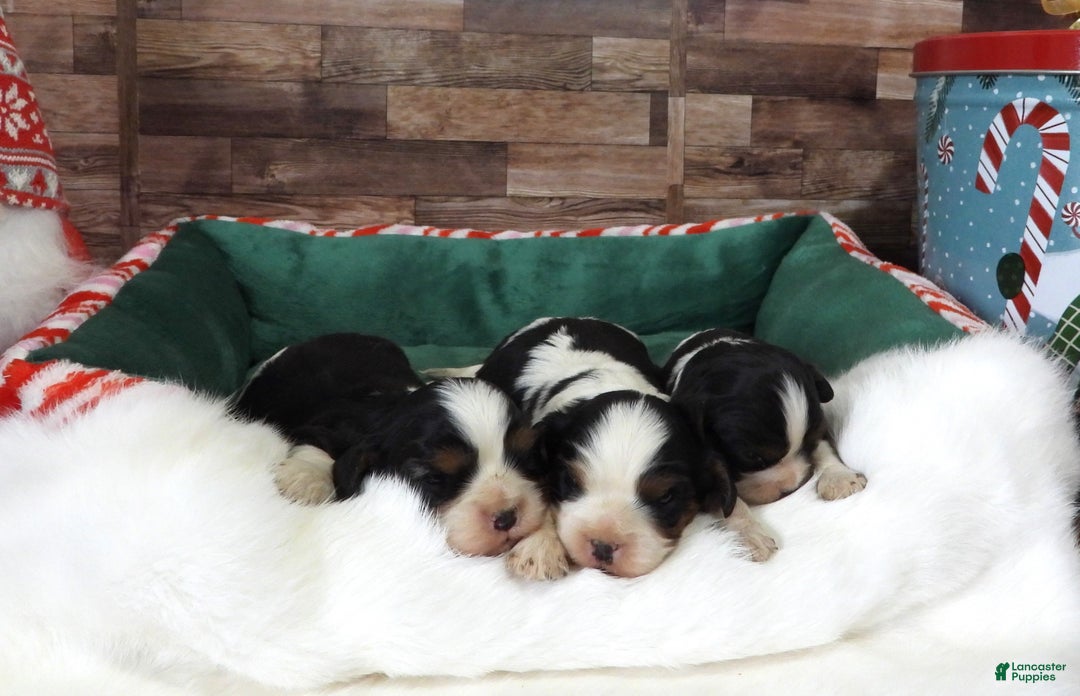 Cavalier King Charles Spaniel dogs for sale: #2 Male (Tiny's) - Ad 5