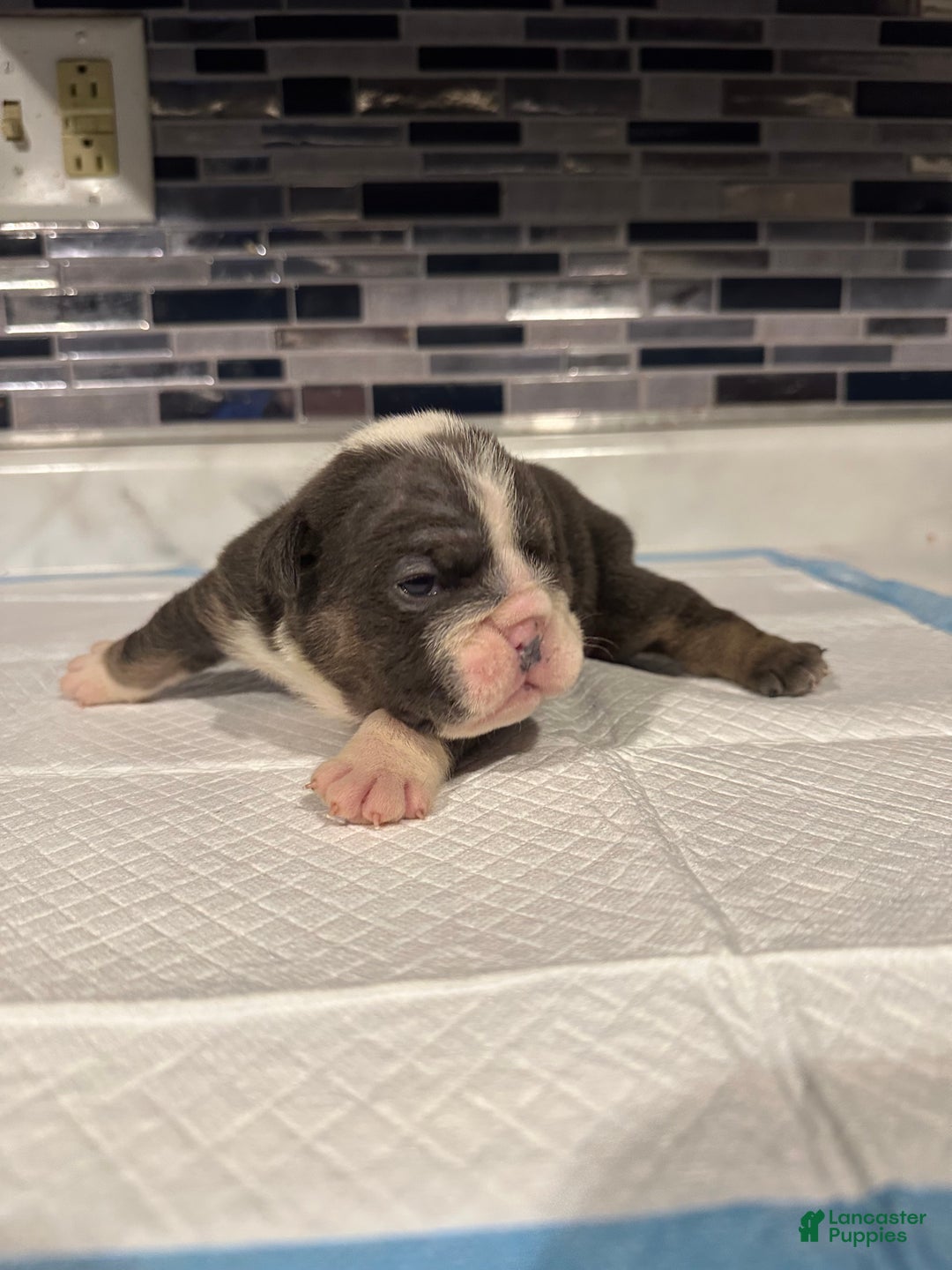 English Bulldog dogs for sale: Blue Female - Ad 1