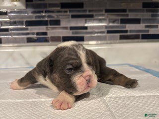 English Bulldog dogs Blue Female - Ad 16