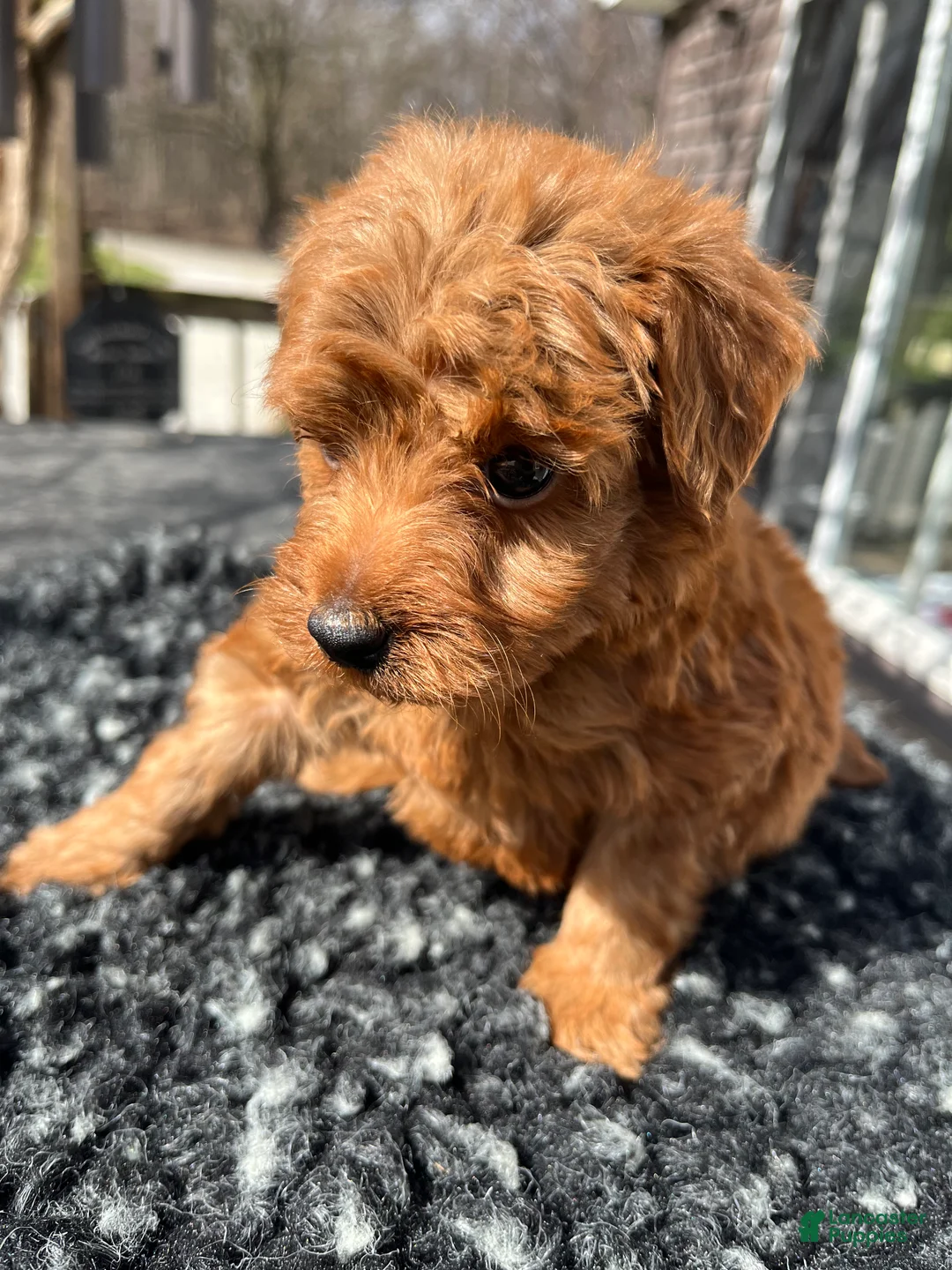 Mini Goldendoodle dogs for sale: Lucy - Ad 2