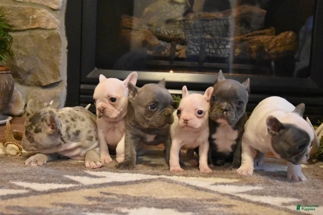 French Bulldog dogs for sale: Trixie - Ad 3