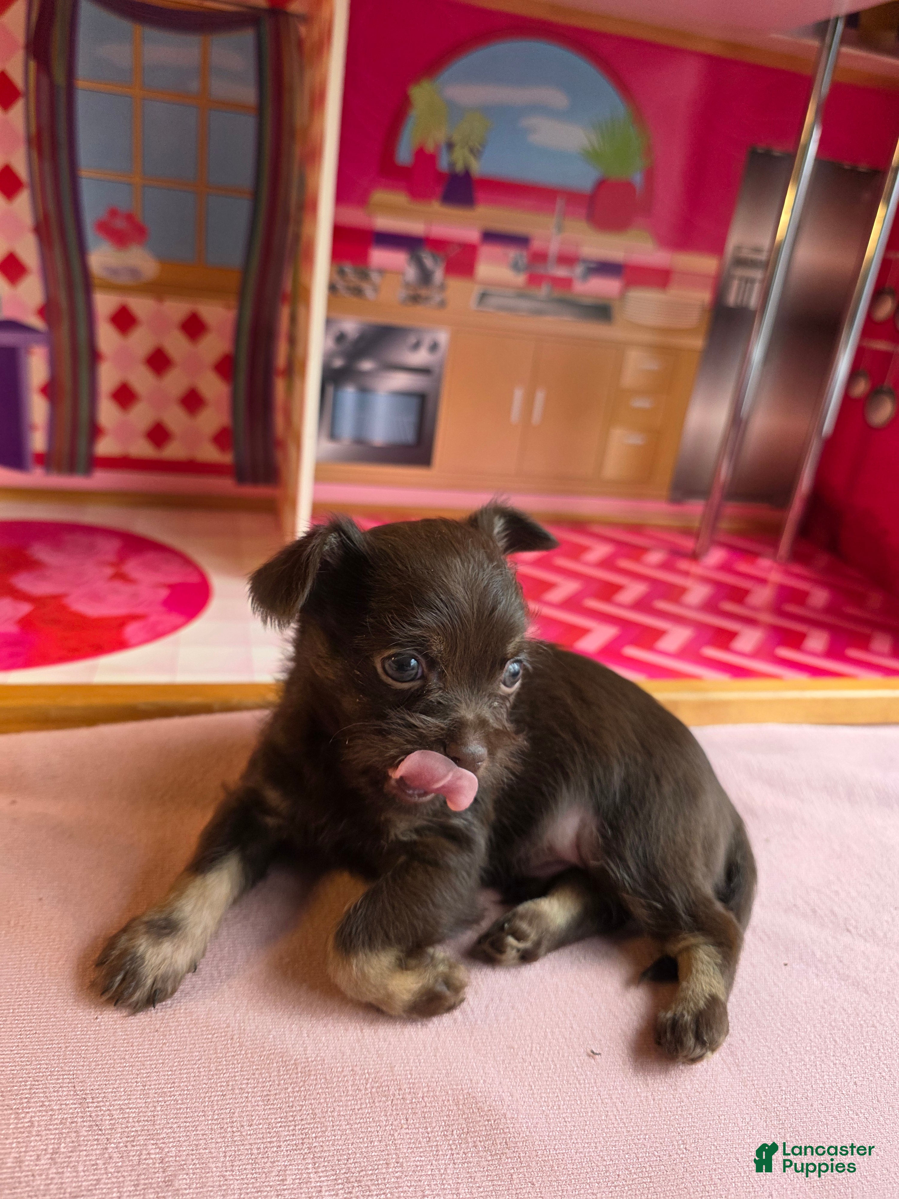 Mixed Breed dogs Artist  - Ad 2