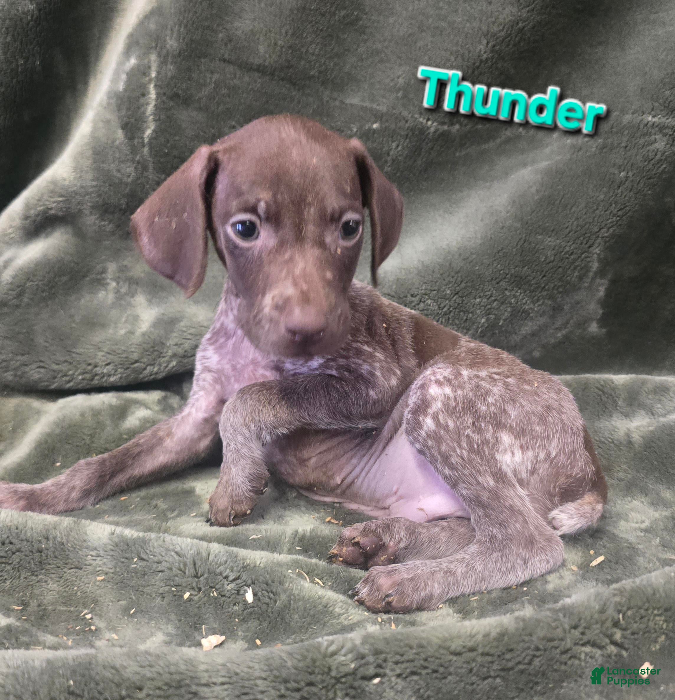 German Shorthaired Pointer dogs THUNDER - Ad 27