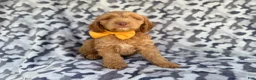 Cockapoo dogs for sale: Toby - Ad 4
