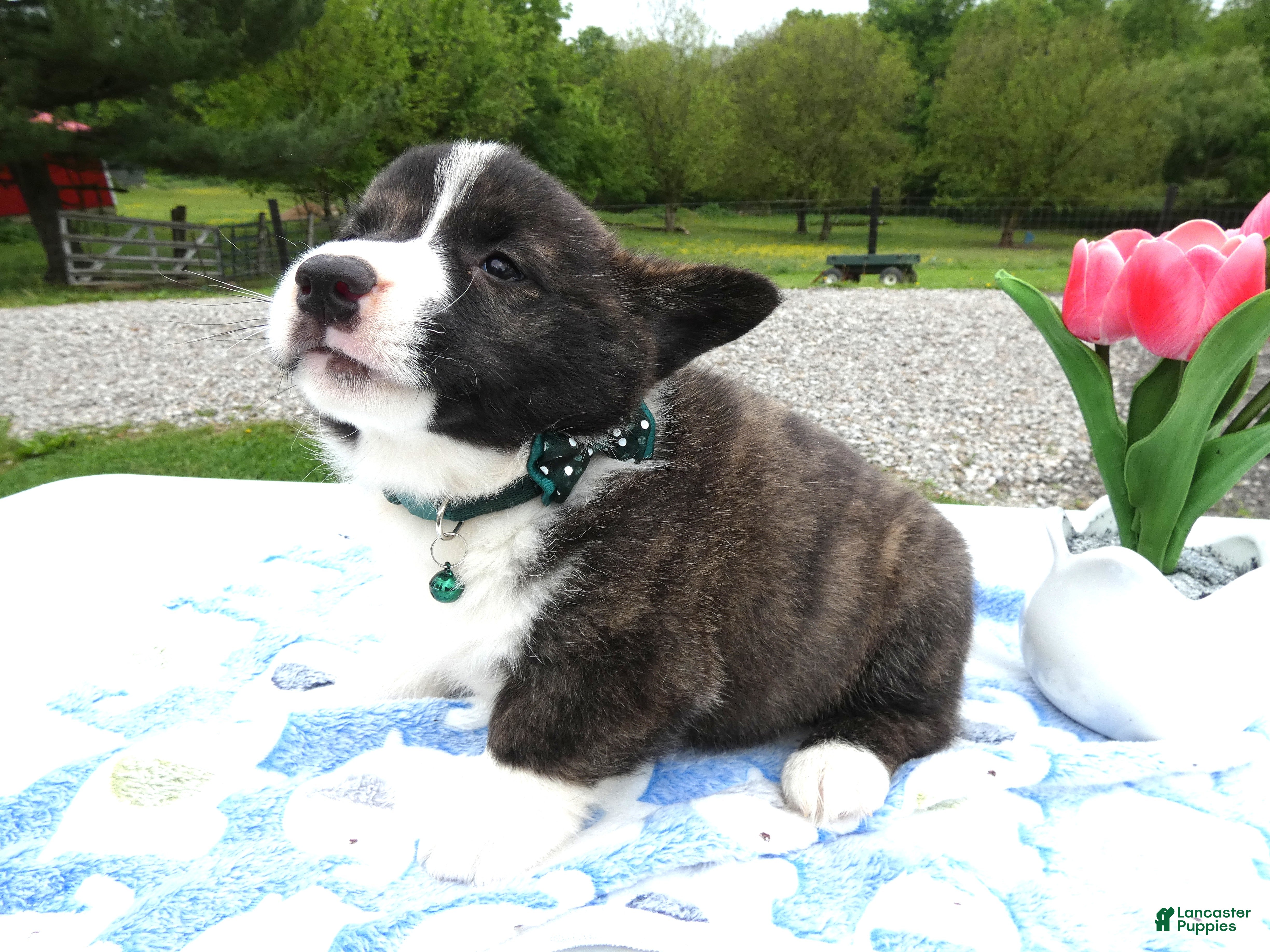 Welsh Corgi Pembroke dogs Welsh Corgi Pembroke Puppy 1 Wenzel - Ad 32