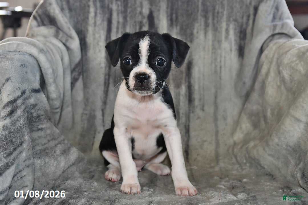 Mixed Breed dogs for sale: Skye - Ad 2