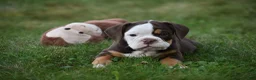 Beabull dogs for sale: Echo - Ad 9