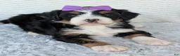 Mini Bernedoodle dogs for sale: Mini Bobbin  - Ad 13