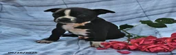 Boston Terrier dogs for sale: Walter Black and White - Ad 1