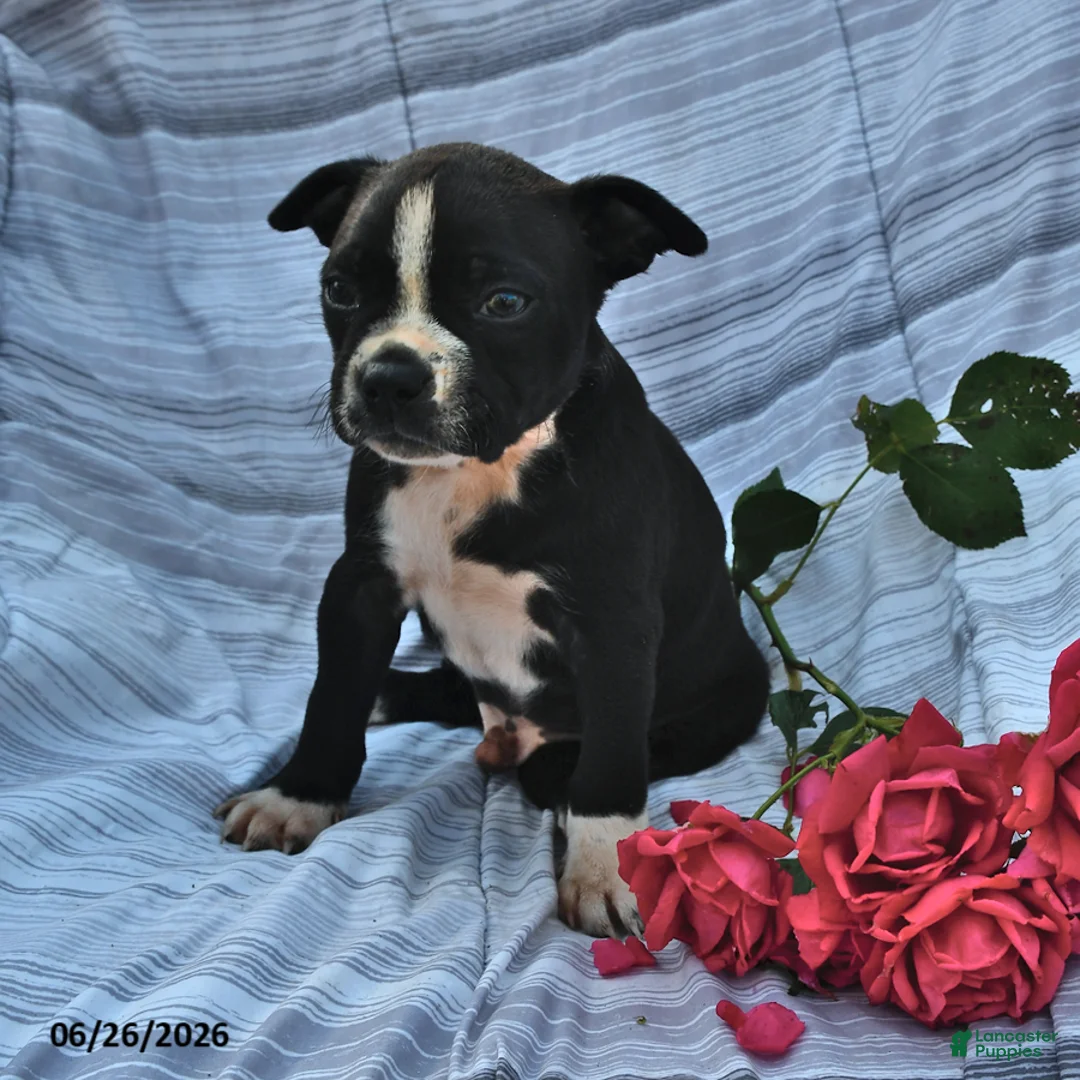 Boston Terrier dogs for sale: Walter Black and White - Ad 1