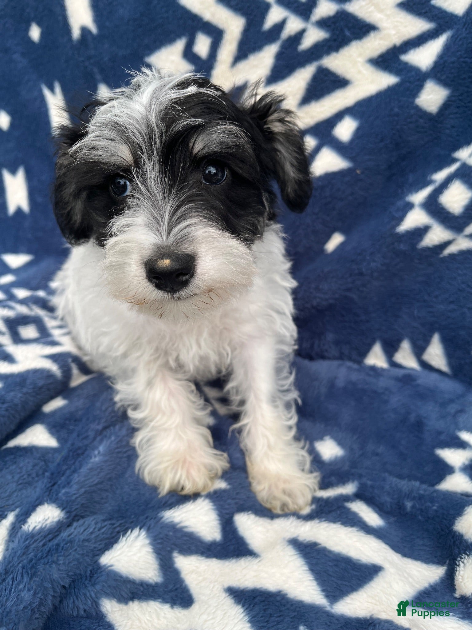 Miniature Schnauzer dogs AKCBruno - Ad 2