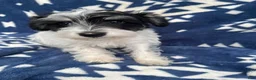 Miniature Schnauzer dogs for sale: AKCBruno - Ad 2