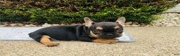 French Bulldog dogs for sale: Lucy  - Ad 8