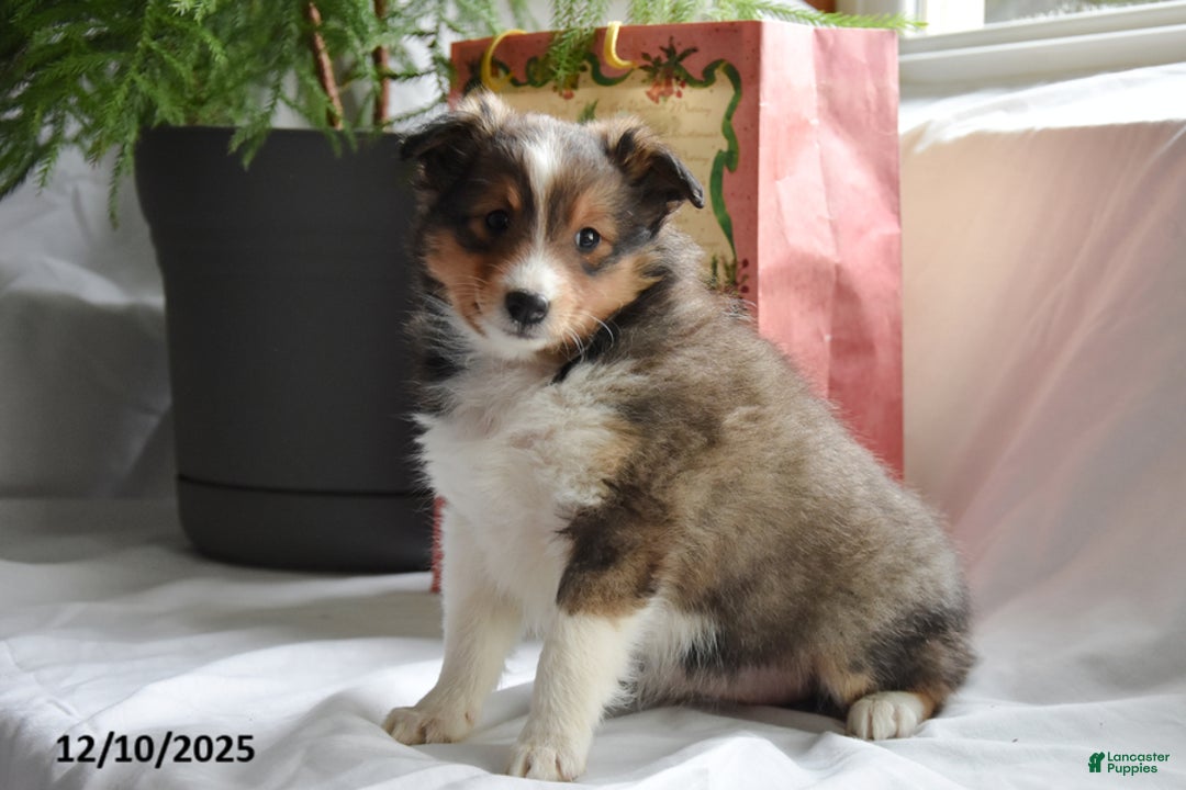 Shetland Sheepdog dogs for sale: Twila - Ad 2