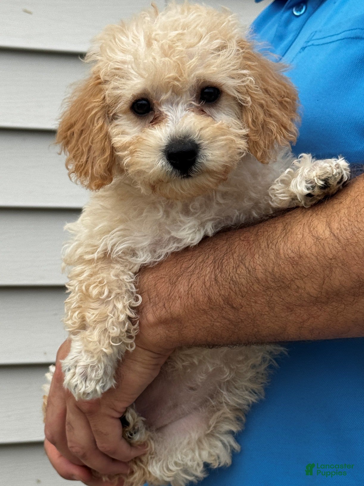 Miniature Labradoodle dogs Gigi - Ad 2