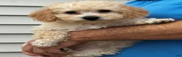 Miniature Labradoodle dogs for sale: Gigi - Ad 8