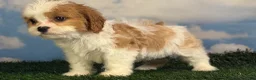 Cavapoo dogs for sale: Cinnamon  - Ad 6