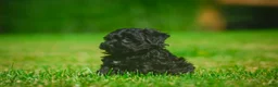 Mini Bernedoodle dogs for sale: Lilly - F1B - Ad 3
