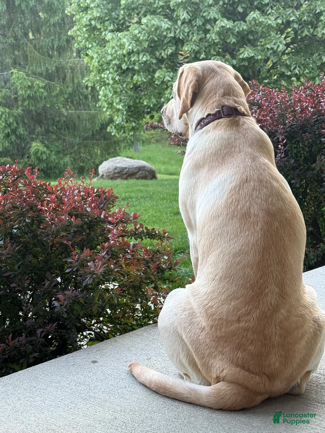Labrador Retriever dogs for sale: Labrador Retriever light blue  - Ad 2