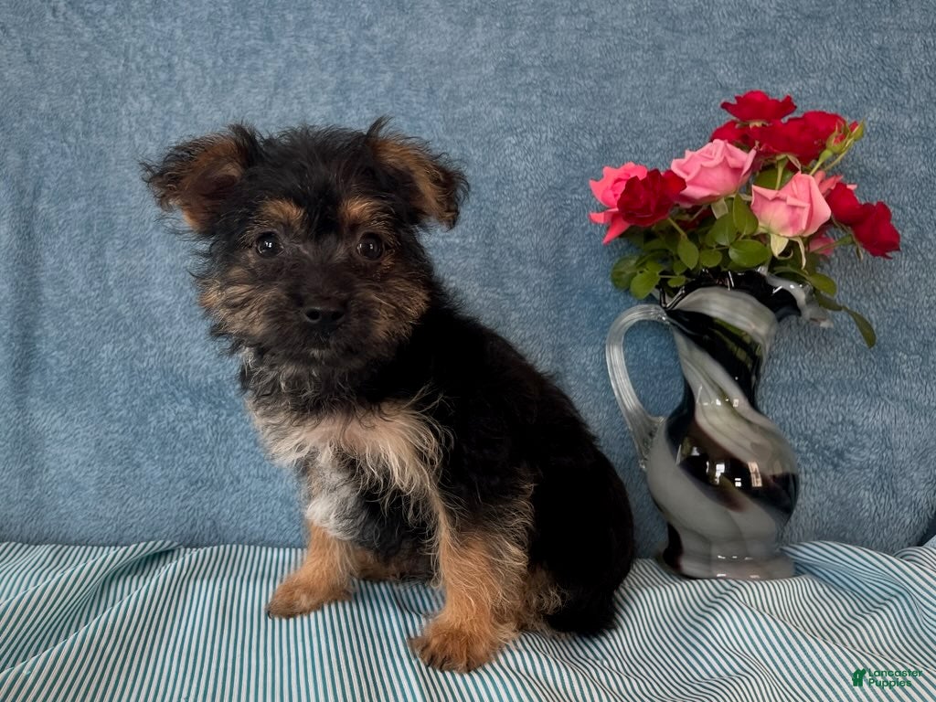 Yorkiepoo dogs Skylar - Ad 1