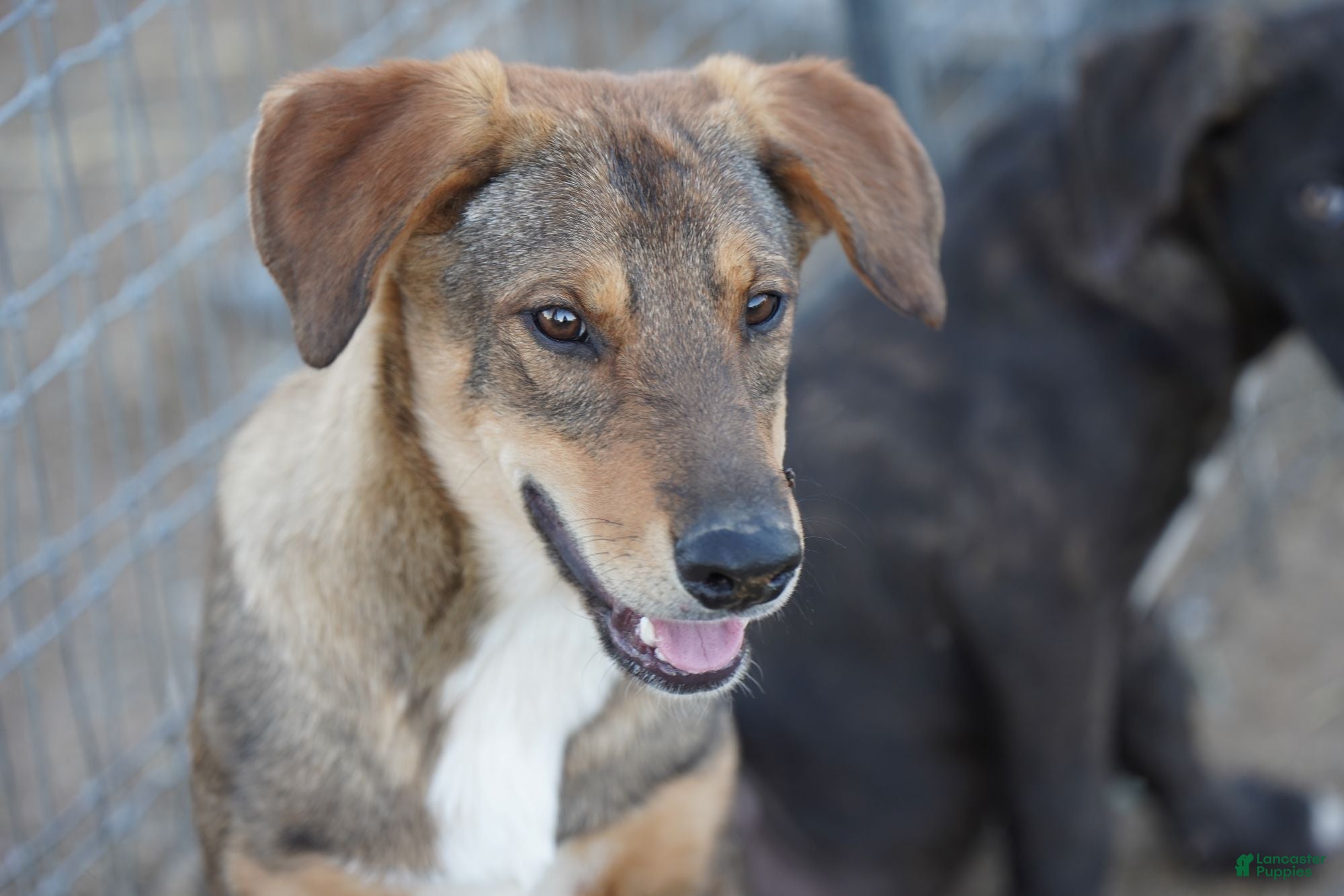 Mixed Breed dogs Dragon Tiscar Farm Dog - Ad 3