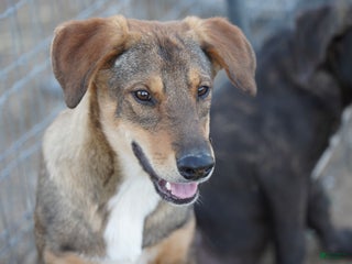 Mixed Breed dogs Dragon Tiscar Farm Dog - Ad 14