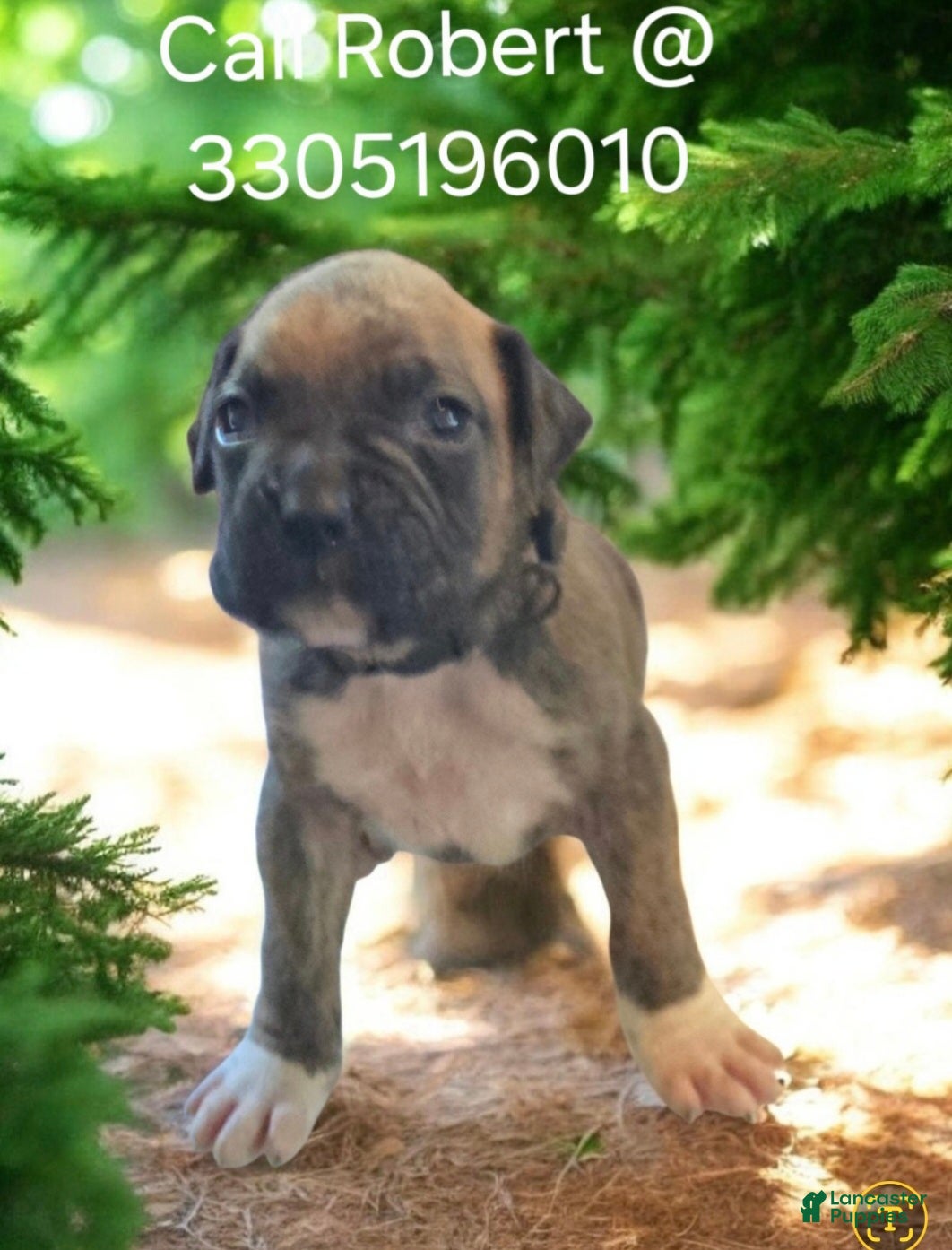 Boxer dogs Boxer Puppy 5 - Ad 2