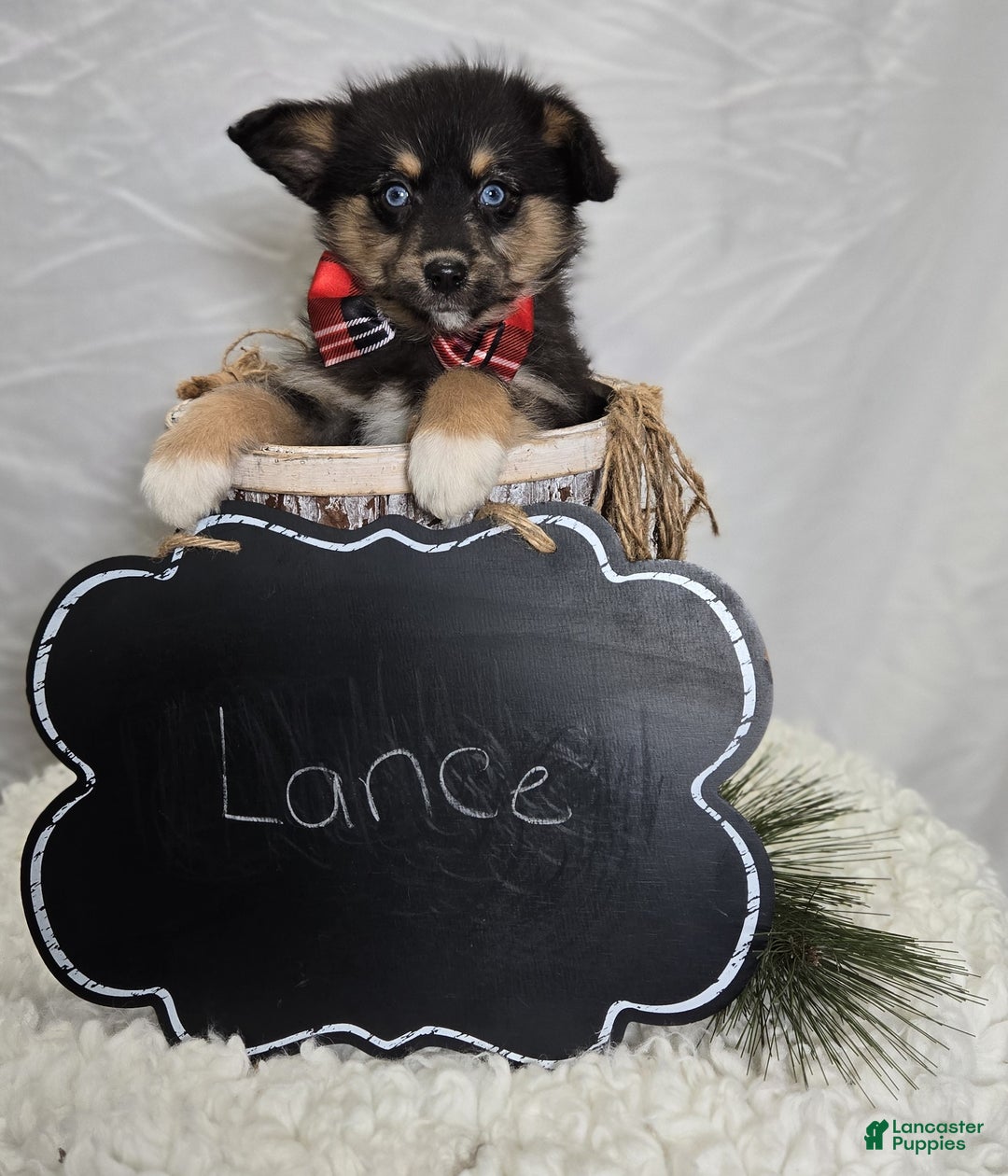 Pomapoo dogs for sale: Lance - Ad 6